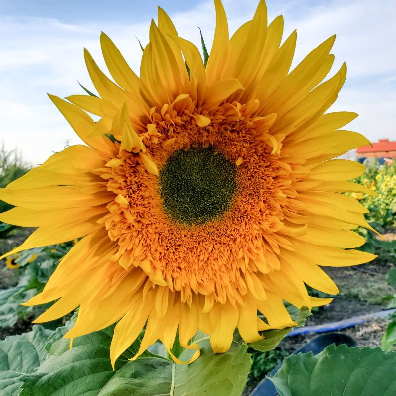 upick sunflowers california