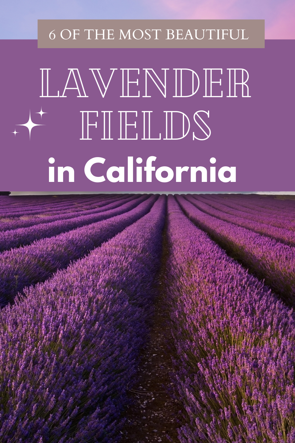 Lavender Fields California