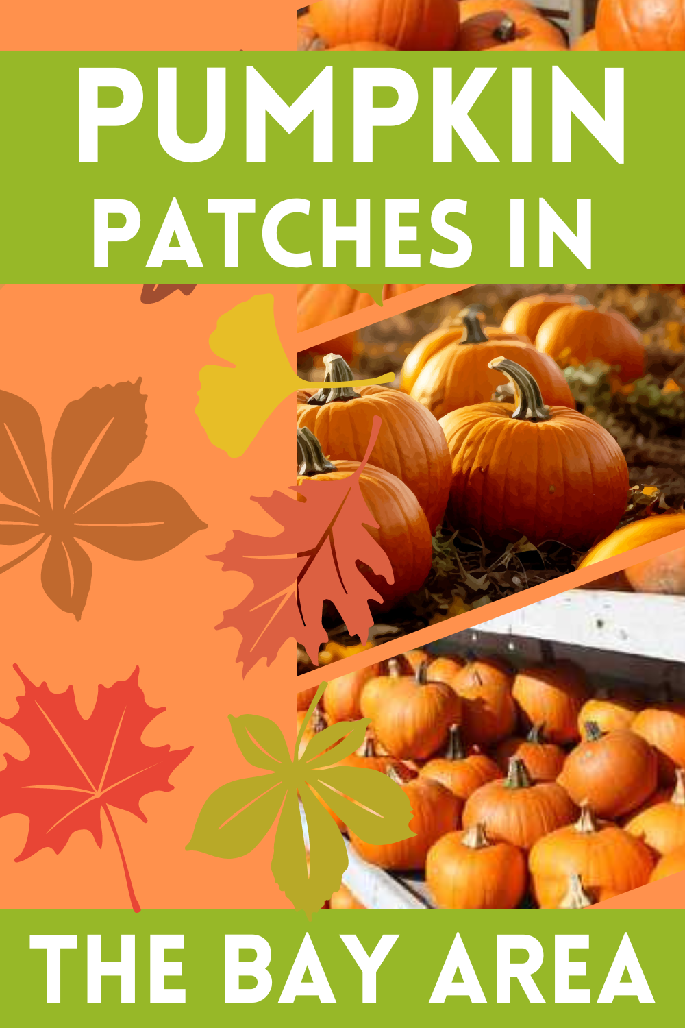 Pumpkin Picking Patches  in the Bay Area