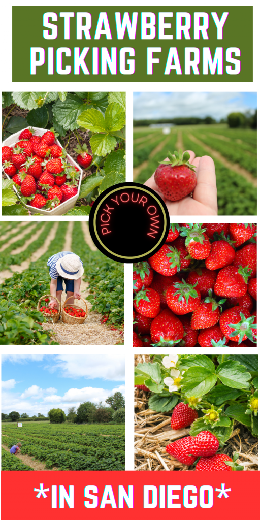 6 Places for the Best Strawberry Picking San Diego Days Out On The Farm