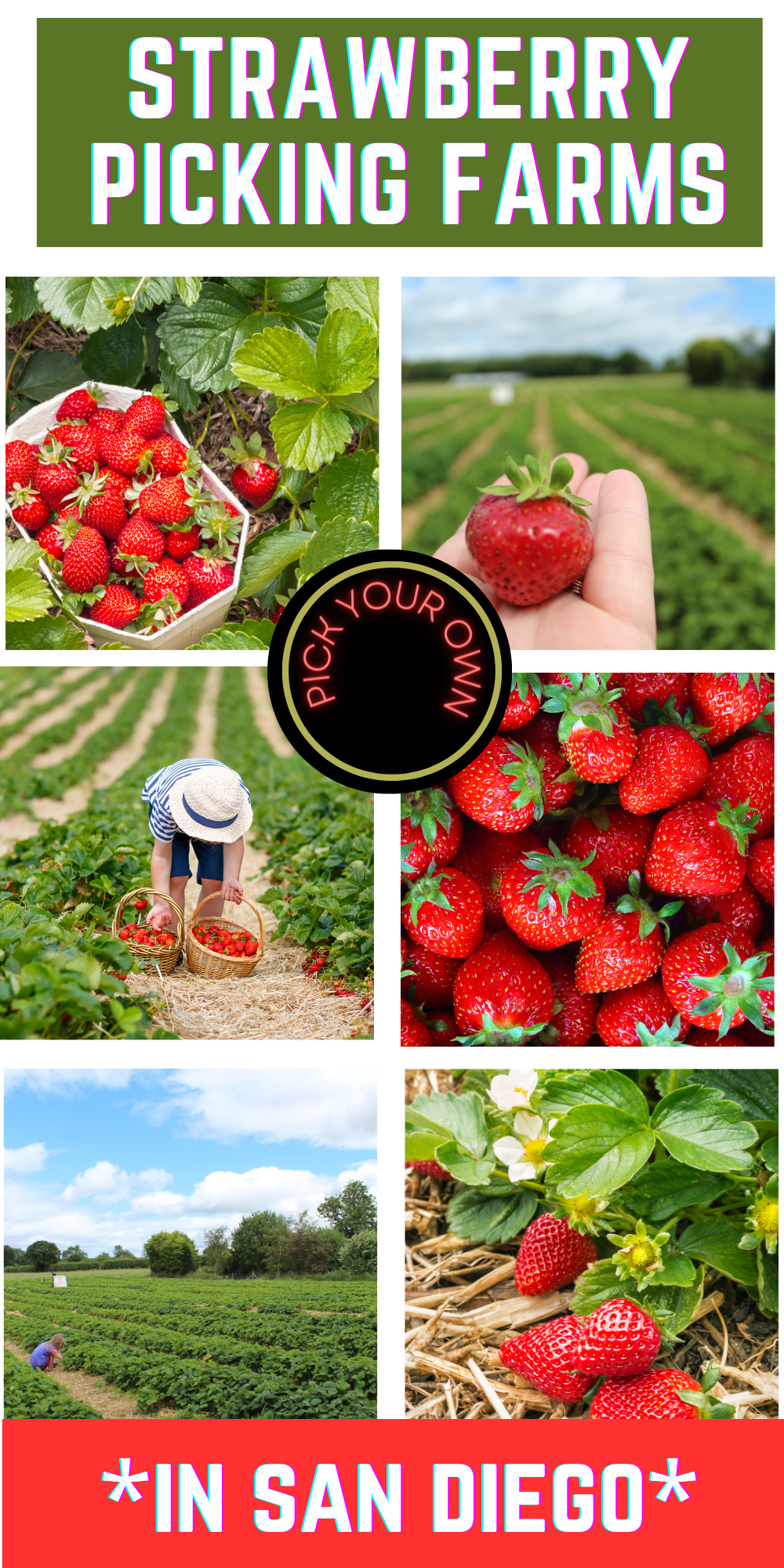 Strawberry Picking Farms San Diego