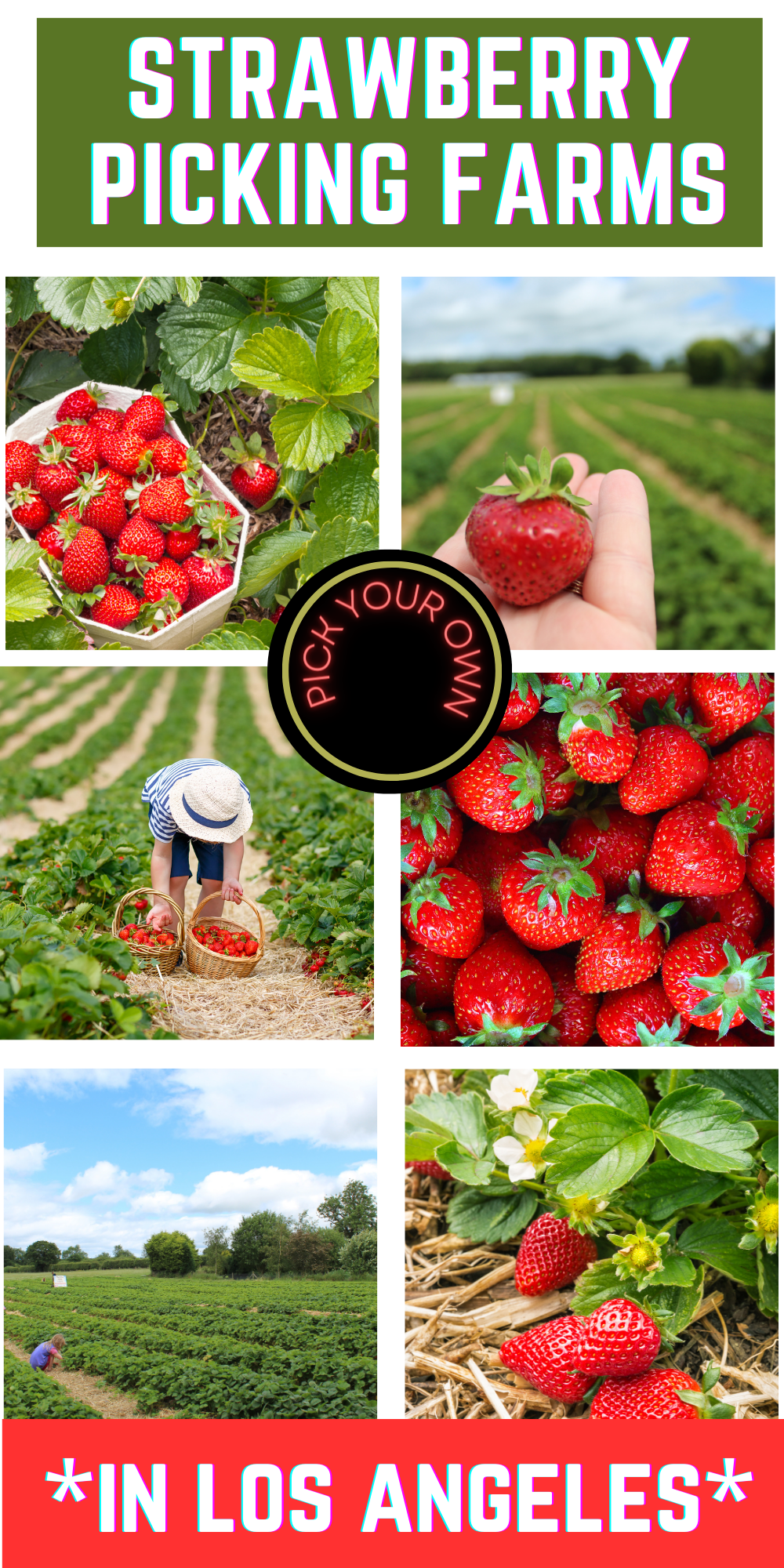 Strawberry Picking Farms Los Angeles