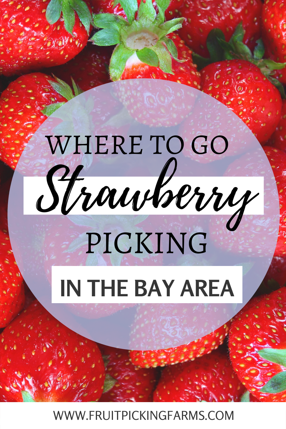 Strawberry Picking in the Bay Area