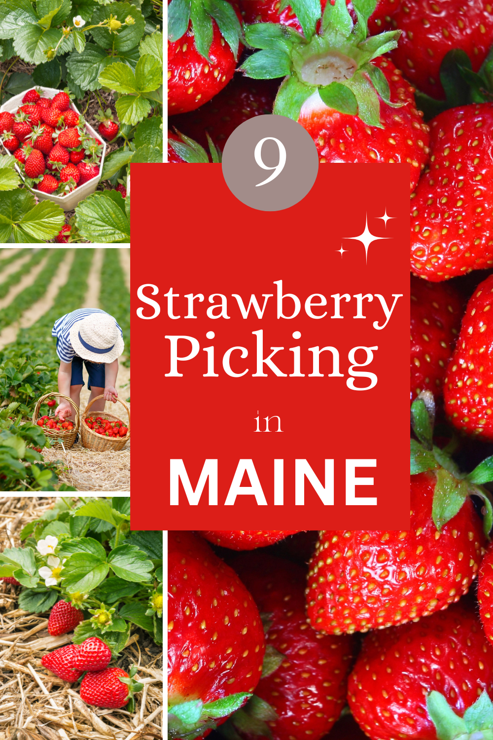 Maine Strawberry upick Farms