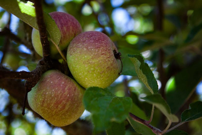 apple picking california