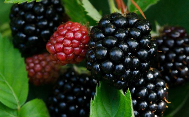 blackberries near me