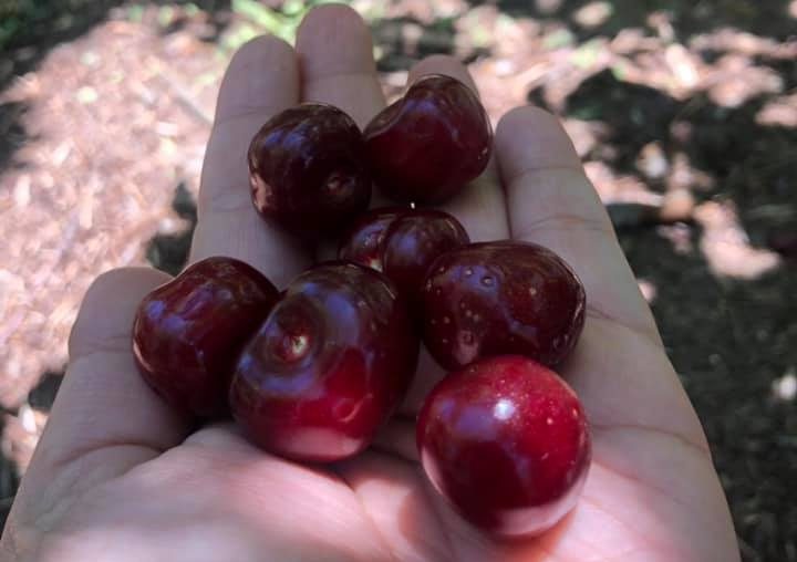 cherry picking california