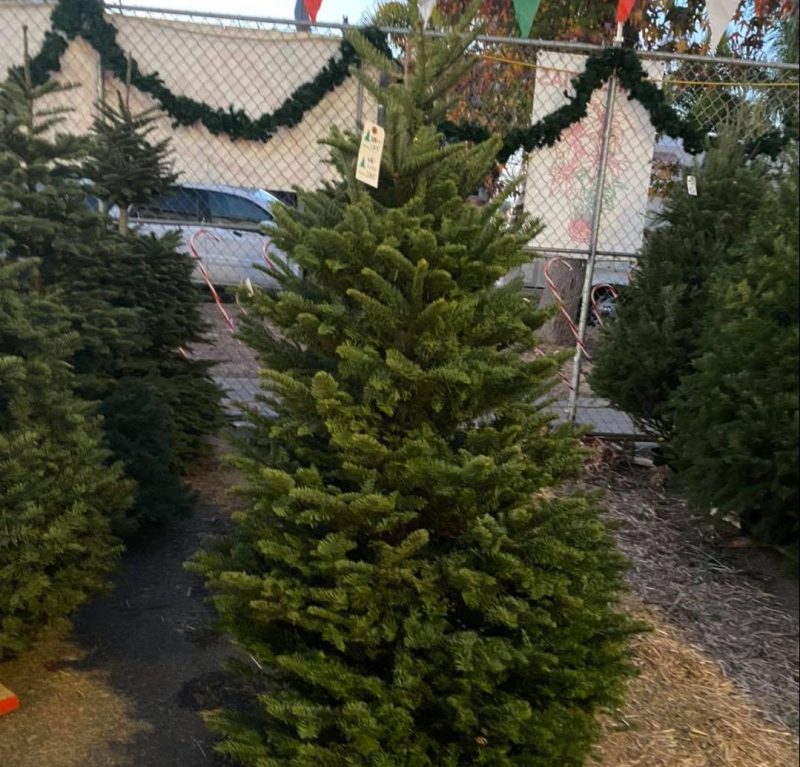 cut your own christmas trees near me