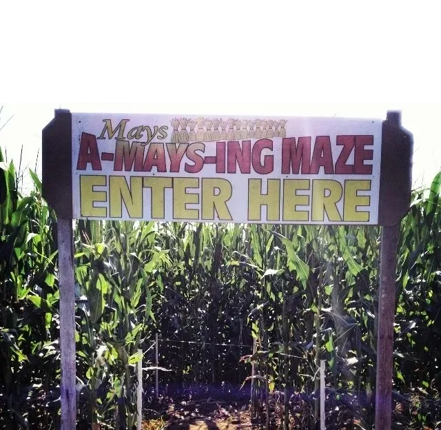 corn mazeg long island
