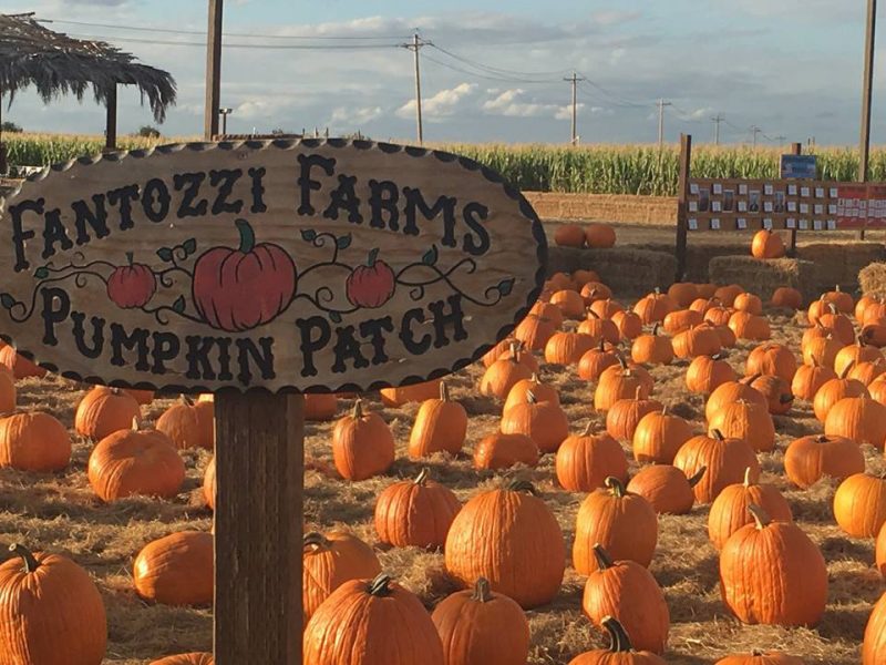california corn maze and pumpkin patch