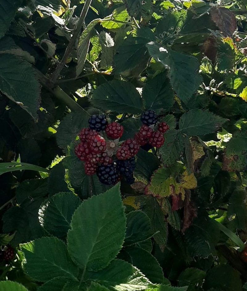 nearby blackberry picking