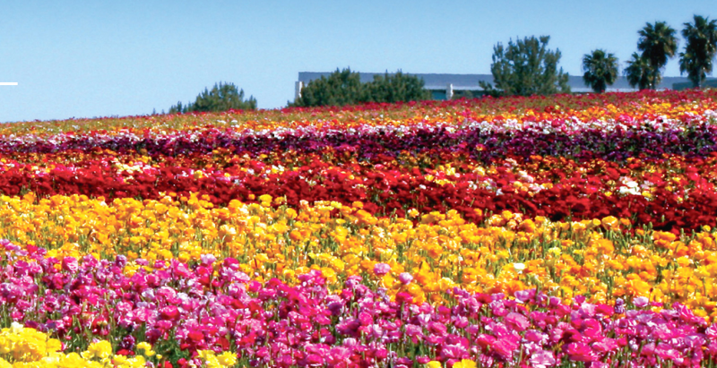 flower fields california