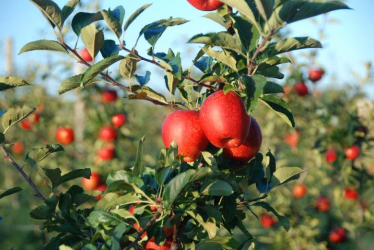 11 Best Fruit Picking Farms in Long Island Days Out On The Farm