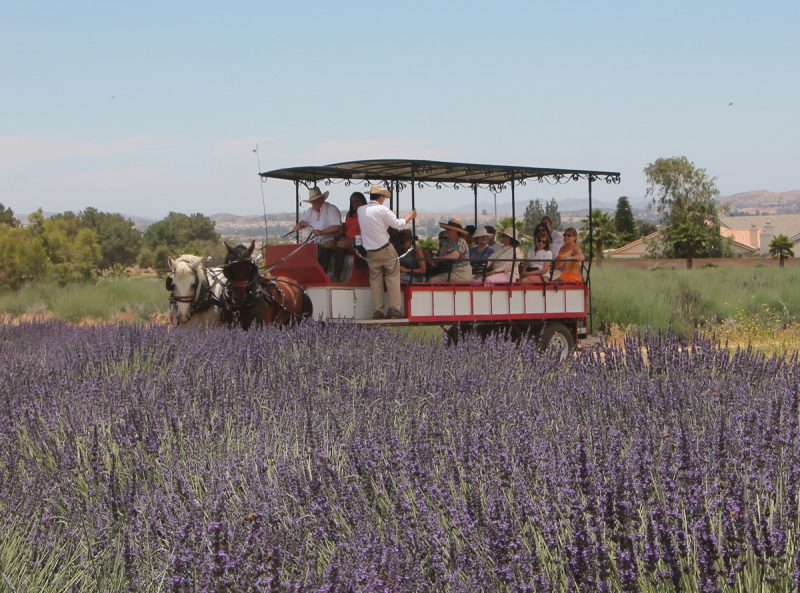 lavender festival southern california