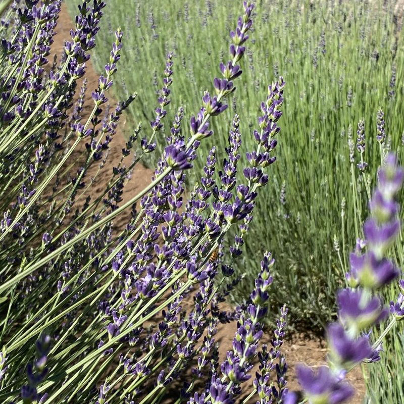 lavender farm near los angeles