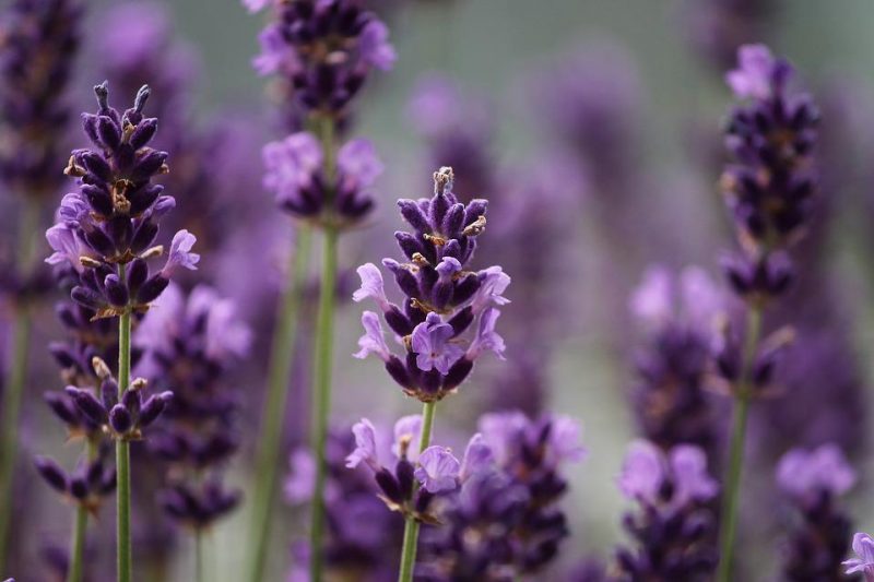 lavender fields california