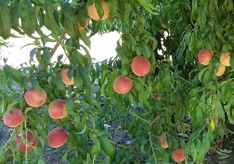 peach picking nearby