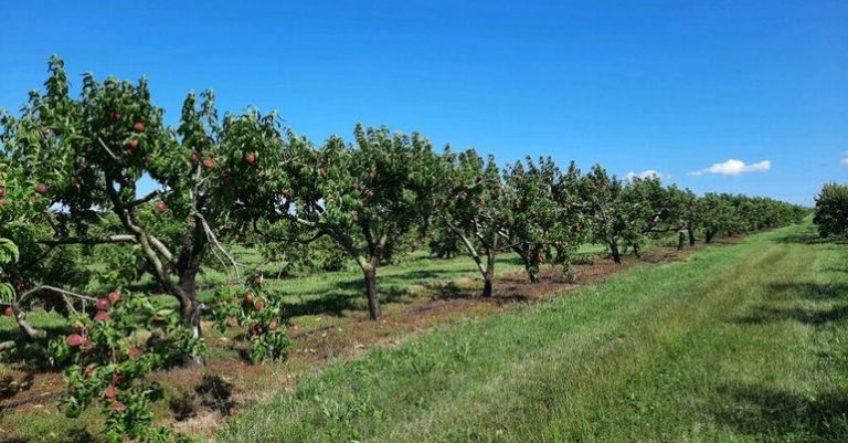 5 Places for the Best Peach Picking Long Island - Fruit Picking Farms ...