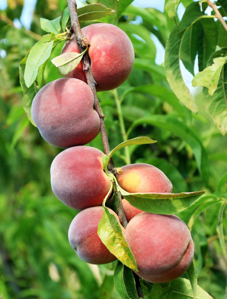 50+ Places for the Best Peach Picking Near Me Fruit Picking Farms Near Me