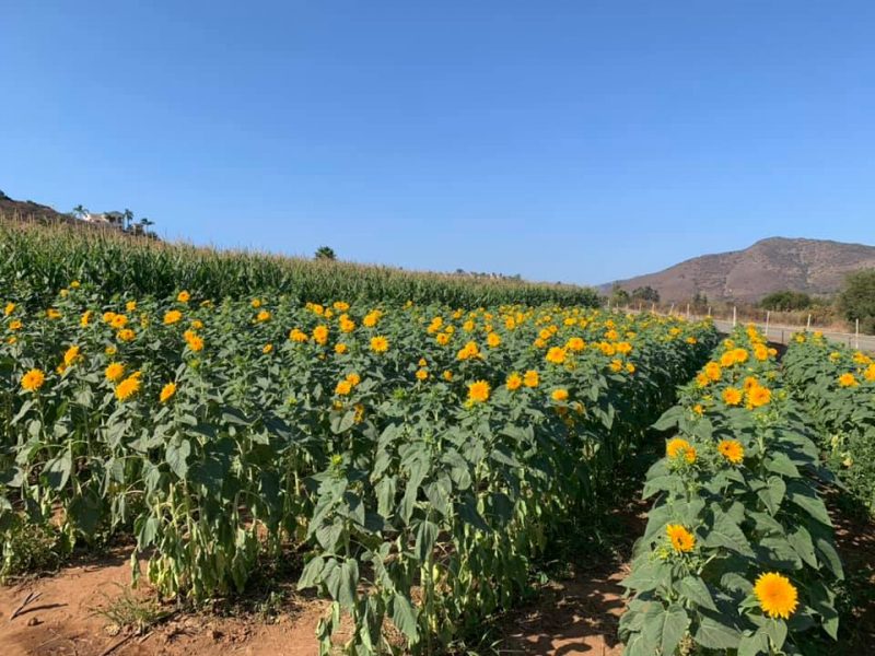 sunflower fields san diego
