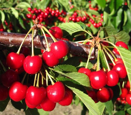 cherry picking california