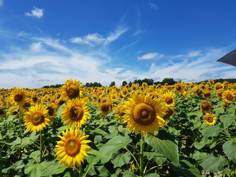 sunflower field california