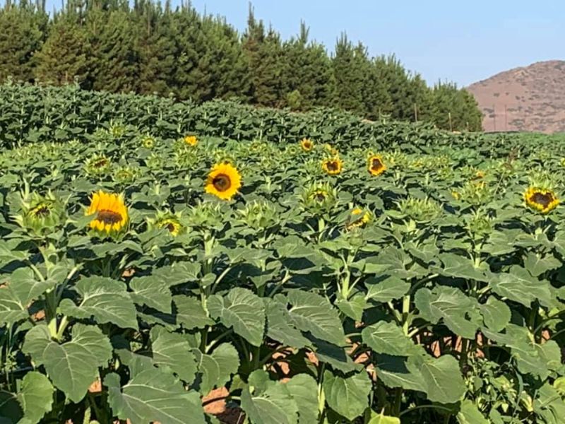 pick your own sunflowers california