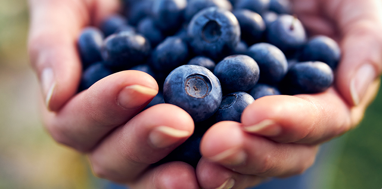 upick blueberries san diego