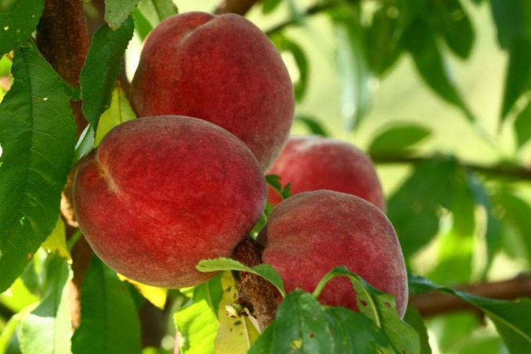 50+ Places for the Best Peach Picking Near Me Days Out On The Farm
