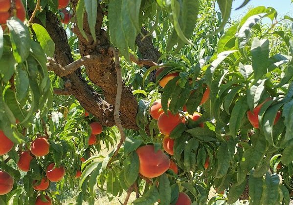 upick fruit farm california