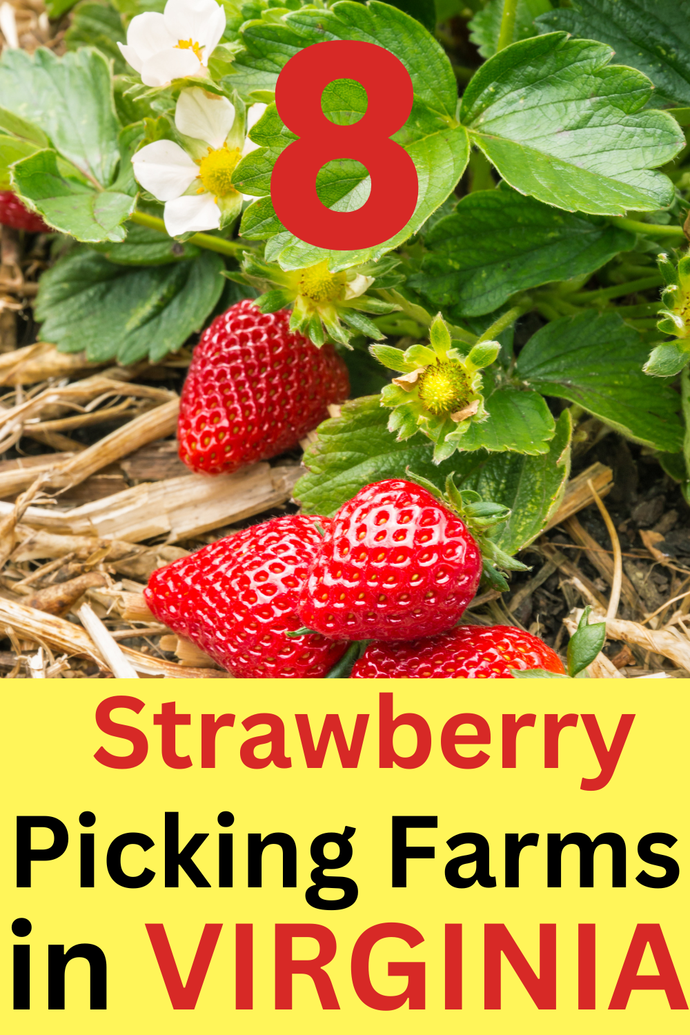 Virginia upick strawberry picking