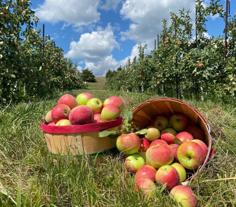 apple picking in illinois