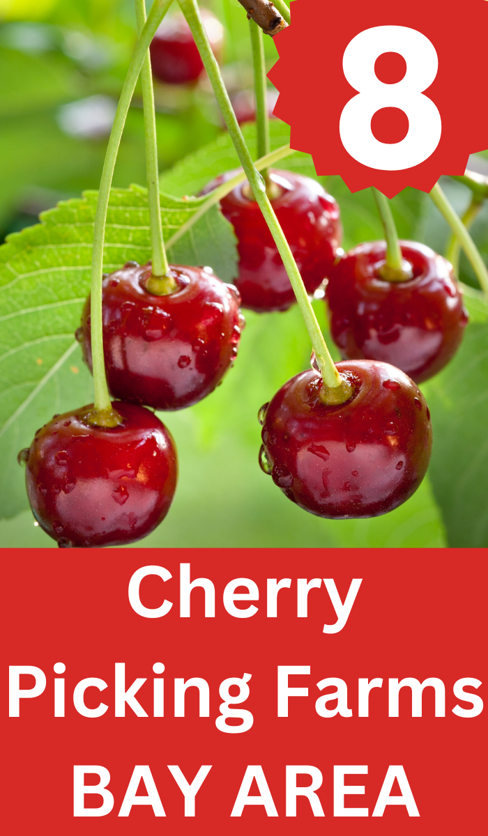 Cherry Picking Farms Bay Area