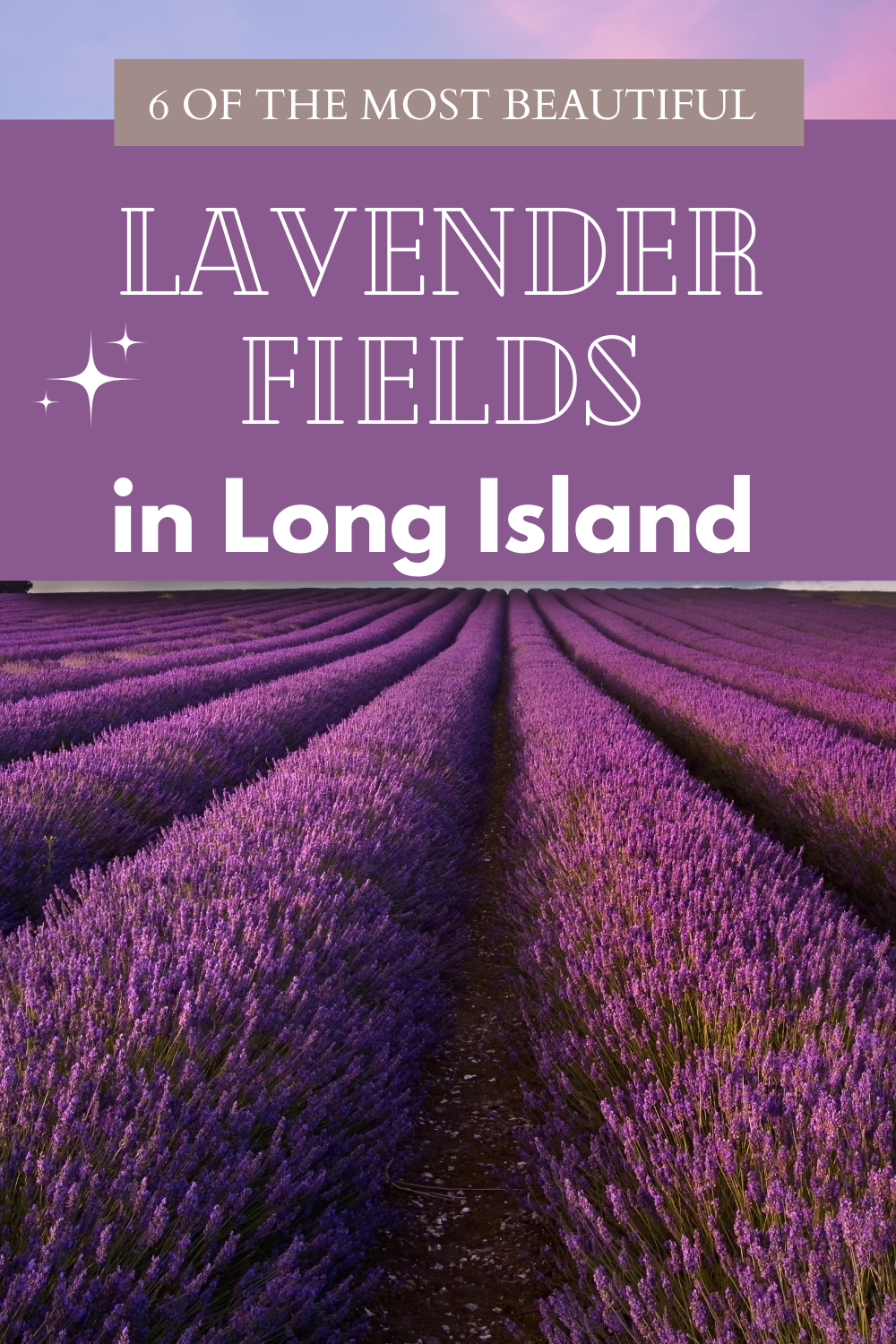 Lavender farms in Long Island