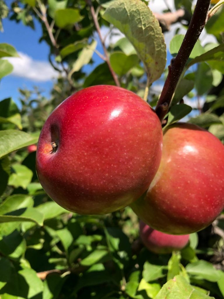 9 Places for the Best Apple Picking in Illinois Days Out On The Farm