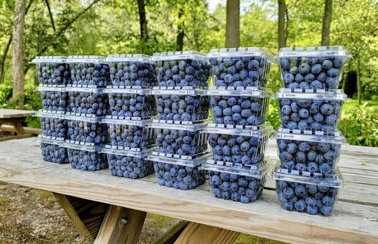 blueberry picking NJ