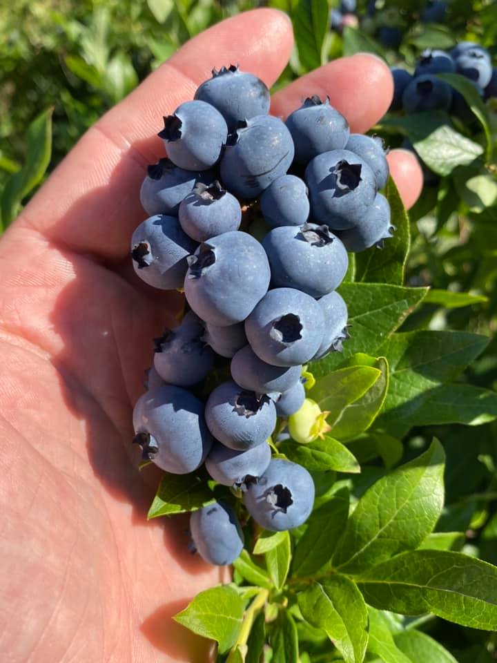 blueberry picking near me