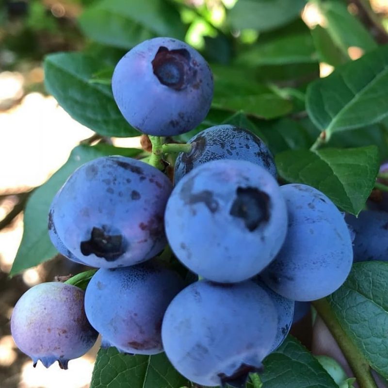 blueberry upick minnesota