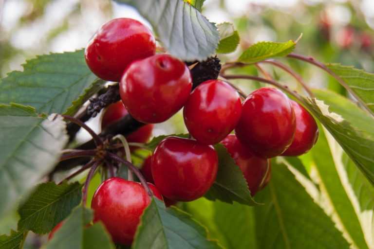 9 Great Places for the Best Cherry Picking MI Days Out On The Farm