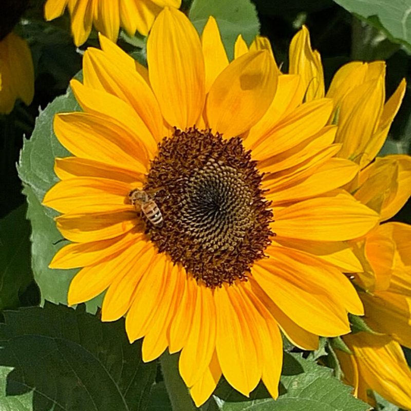 sunflower festival illinois