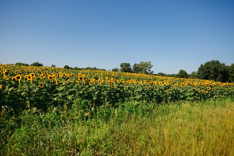 sunflowers farms near me