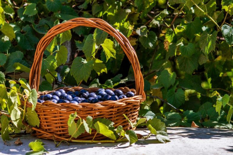 80+ of the Best Fruit Picking Farms Near Me Days Out On The Farm