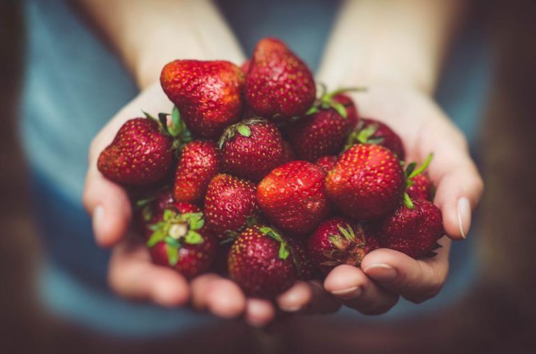 7 Places for the Best Strawberry Picking Long Island Fruit Picking