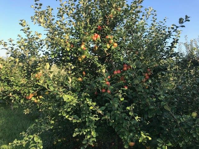 apple picking illinois