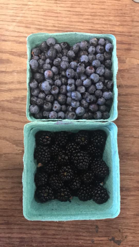 blueberry and blackberry picking illinois