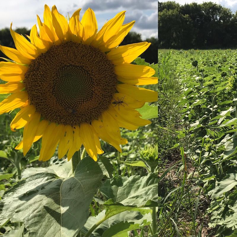 sunflower fields in minnesota