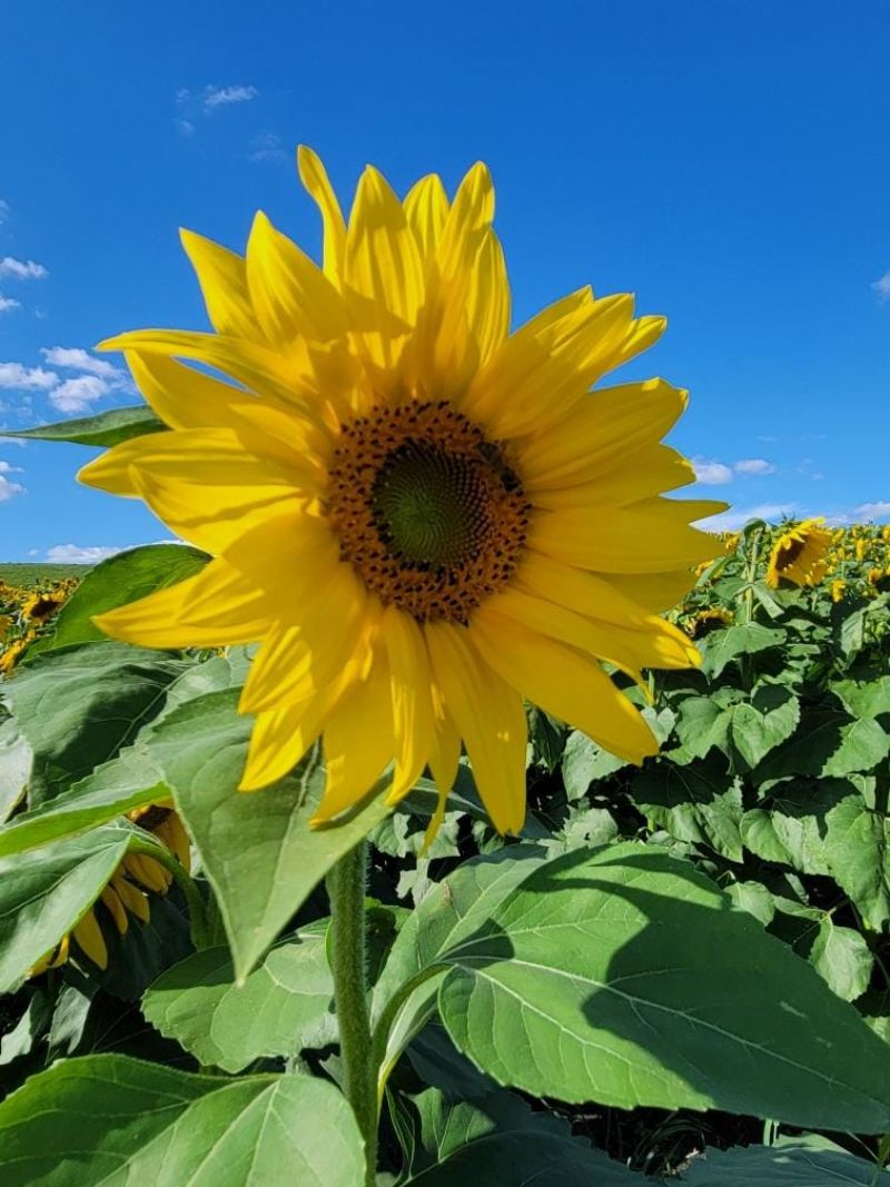sunflower fields minnesota