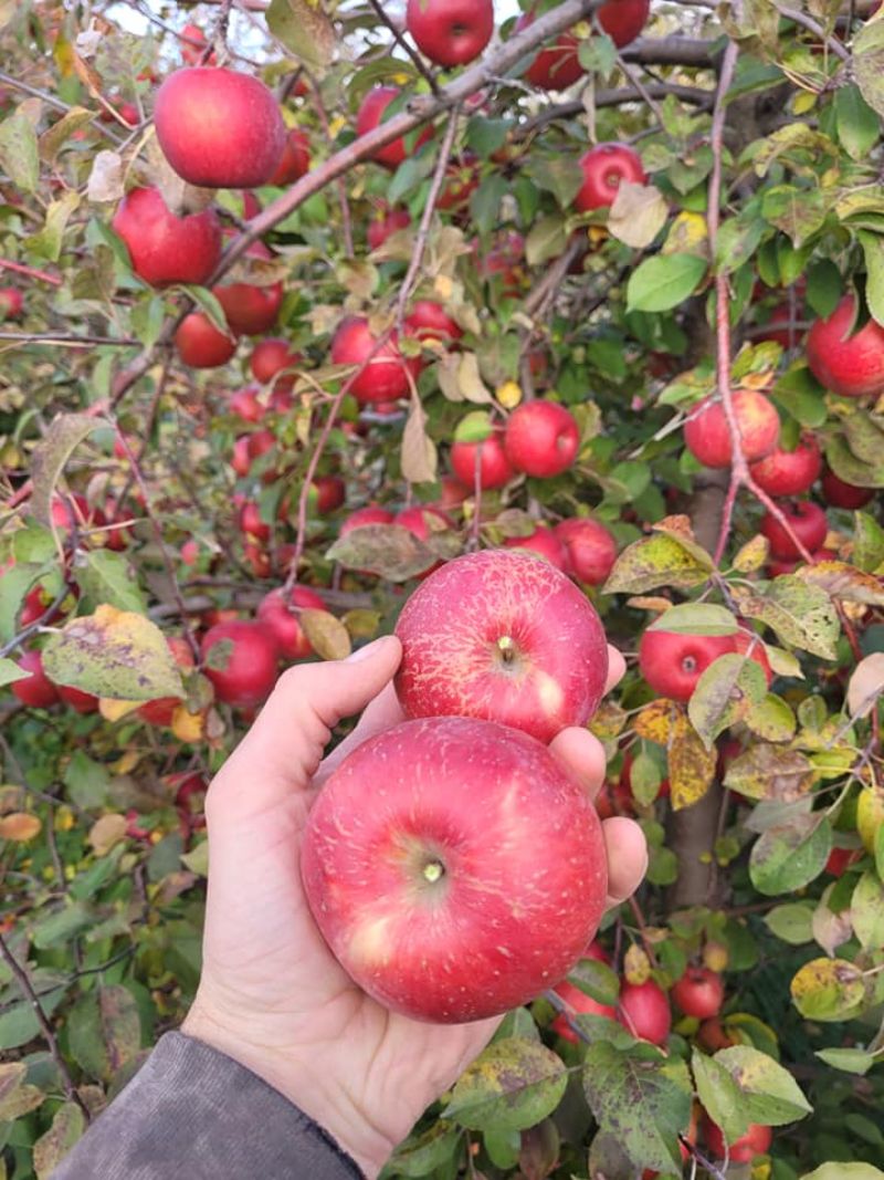 apple orchard near me