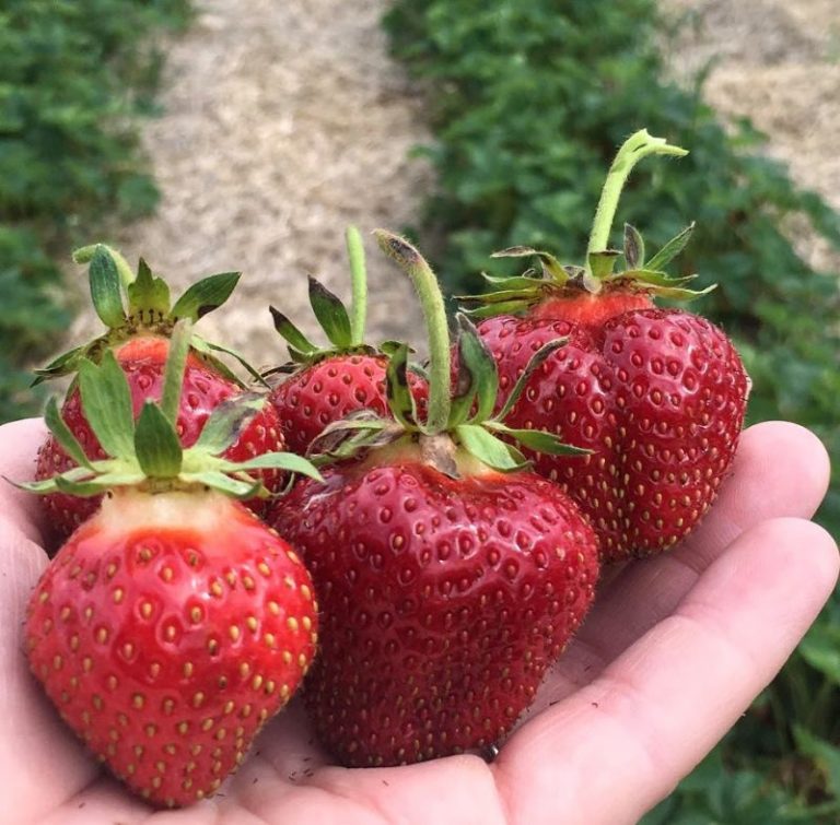 strawberry picking near me