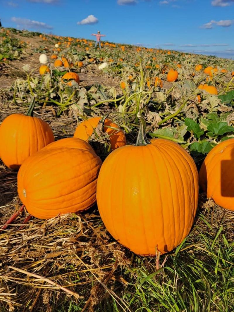 pumpkin picking patch minnesota